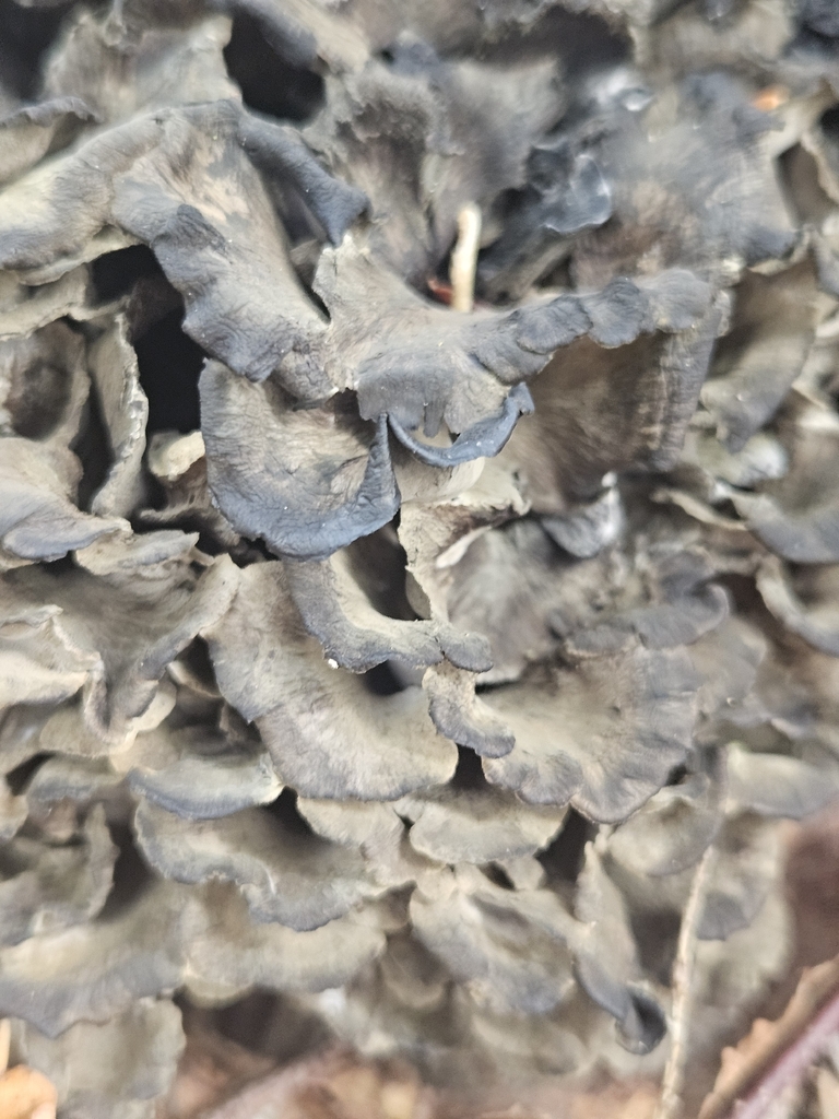 Hen Of The Woods
