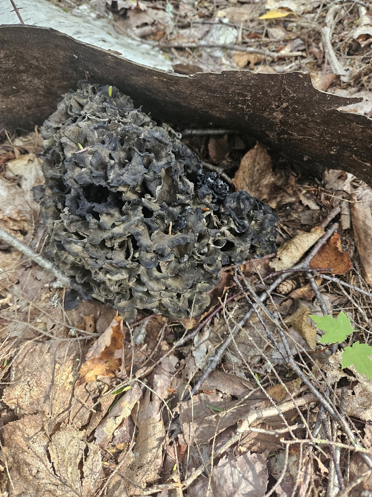 Hen Of The Woods
