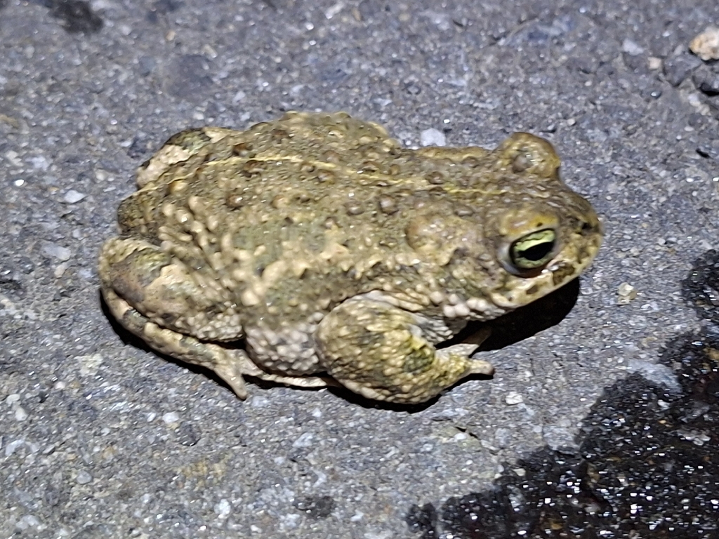 Natterjack Toad
