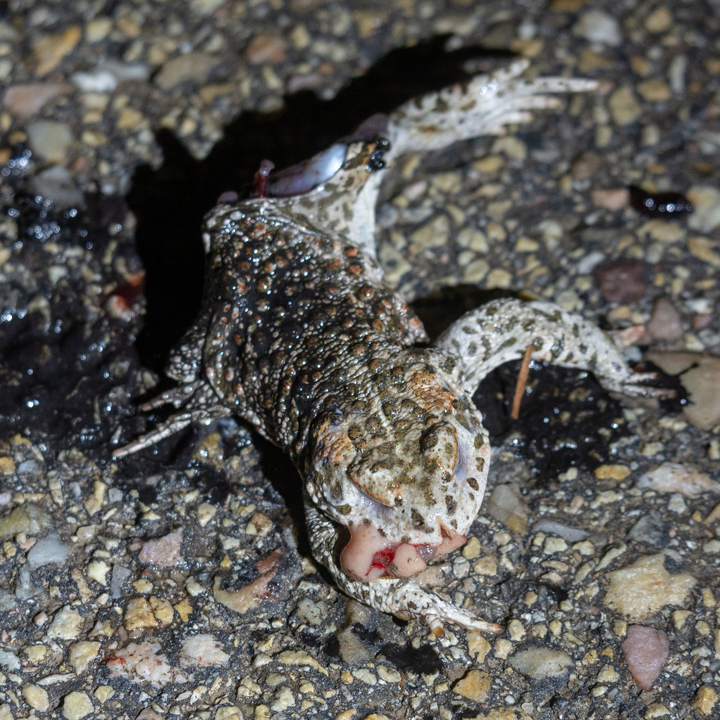 Natterjack Toad