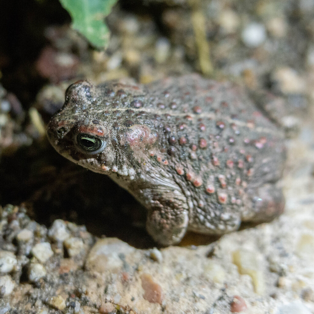 Natterjack Toad