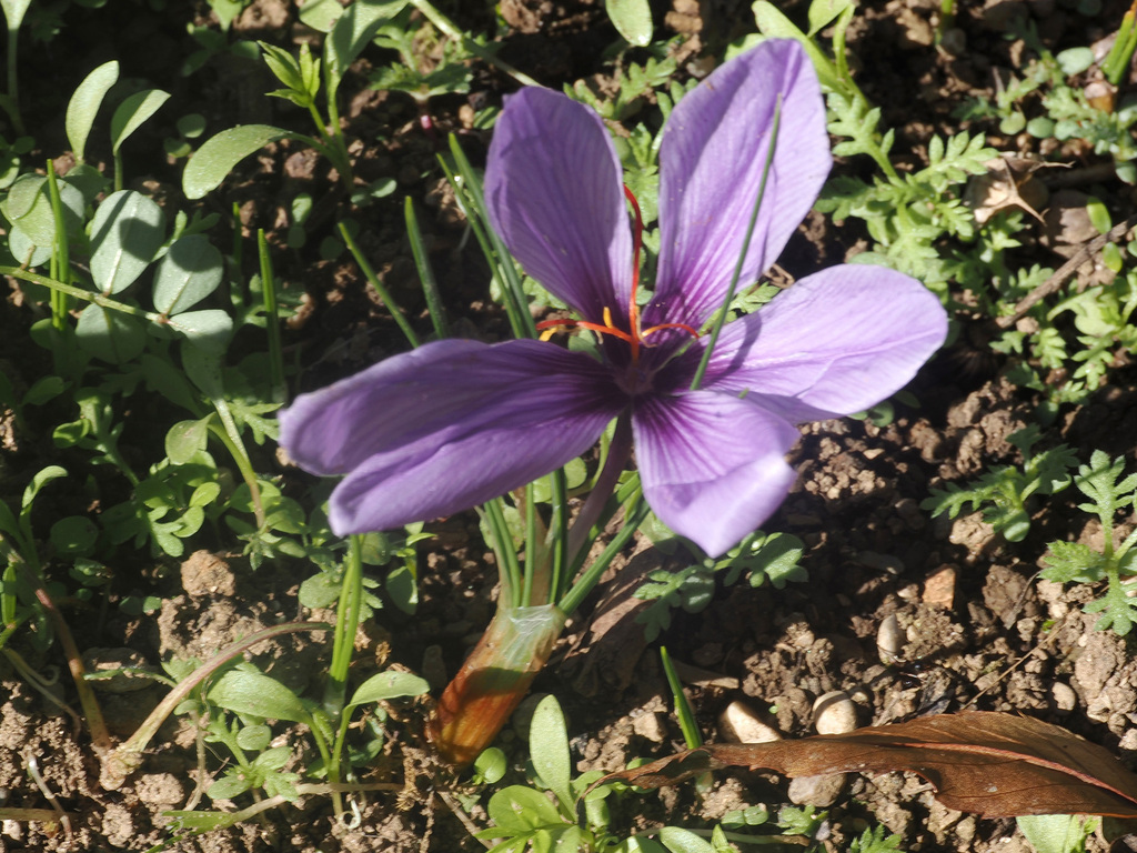 Saffron Crocus