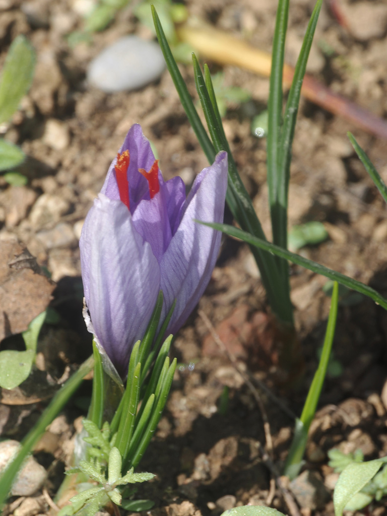 Saffron Crocus