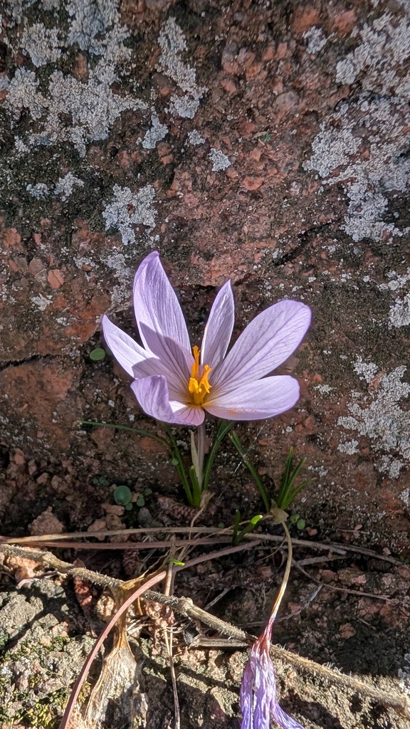 Saffron Crocus