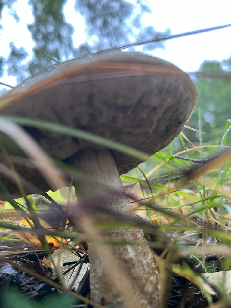 Scaber Stalk