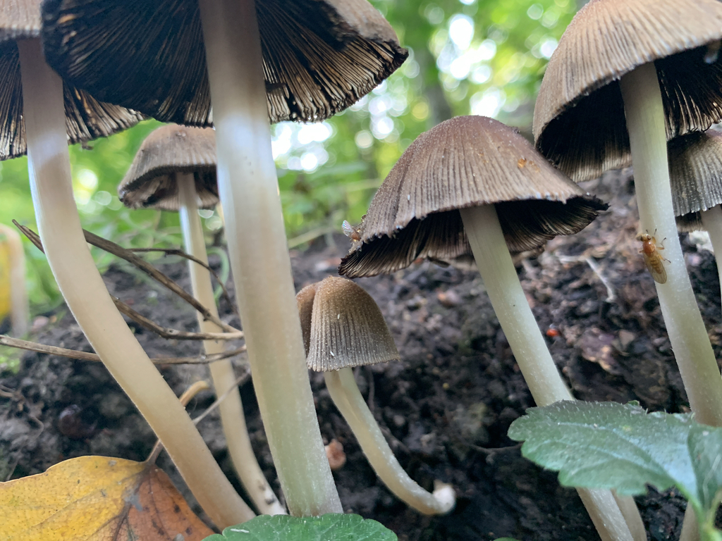 Shaggy Ink Cap