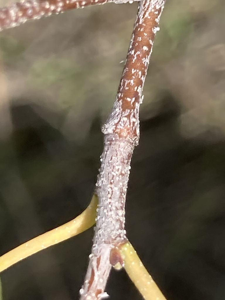 Silver Birch