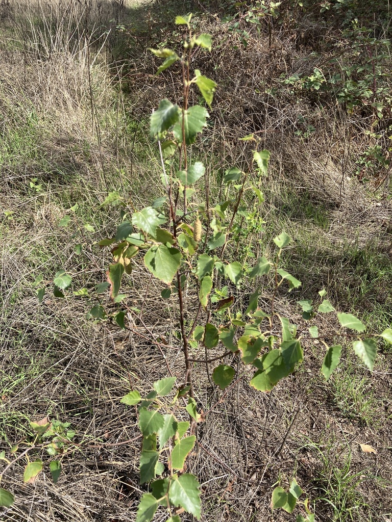 Silver Birch