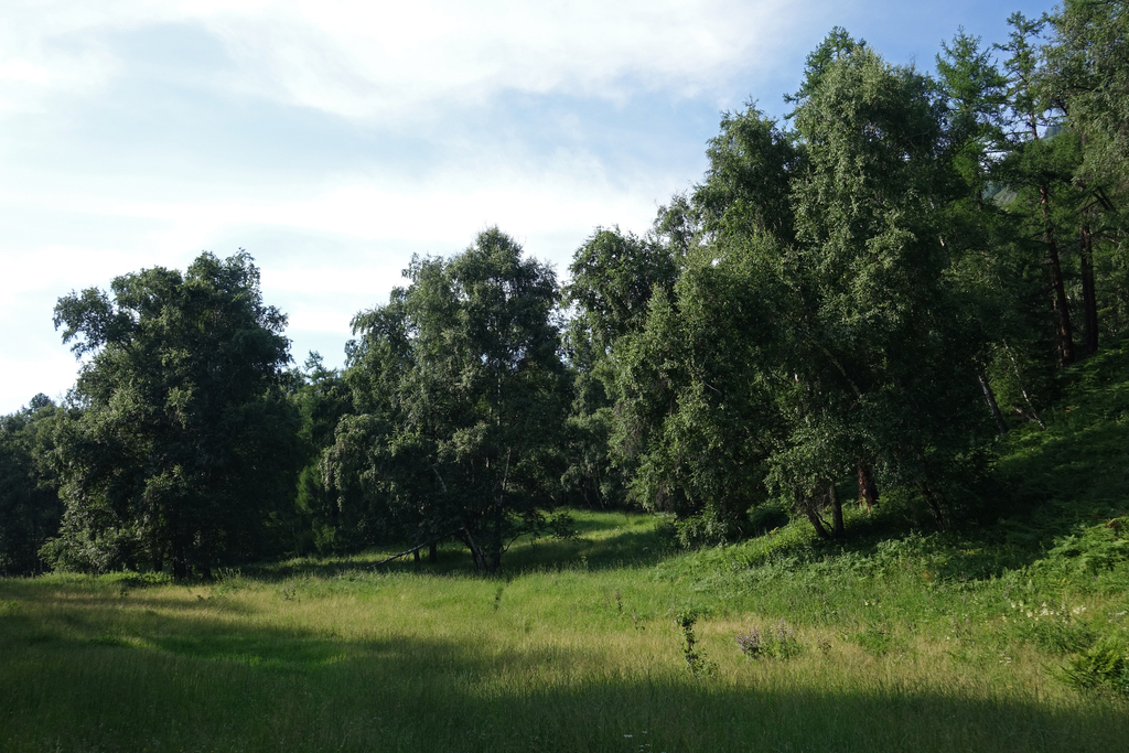 Silver Birch