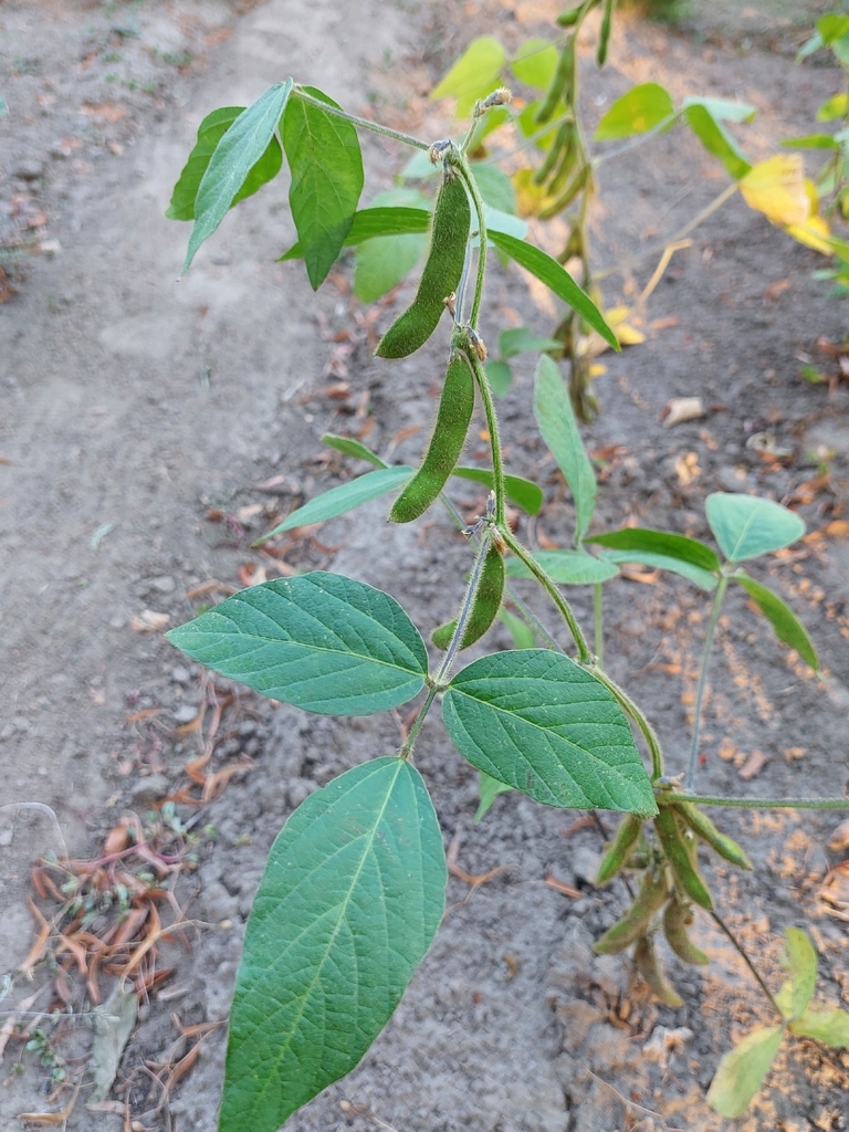 Soya O Soja Asiática