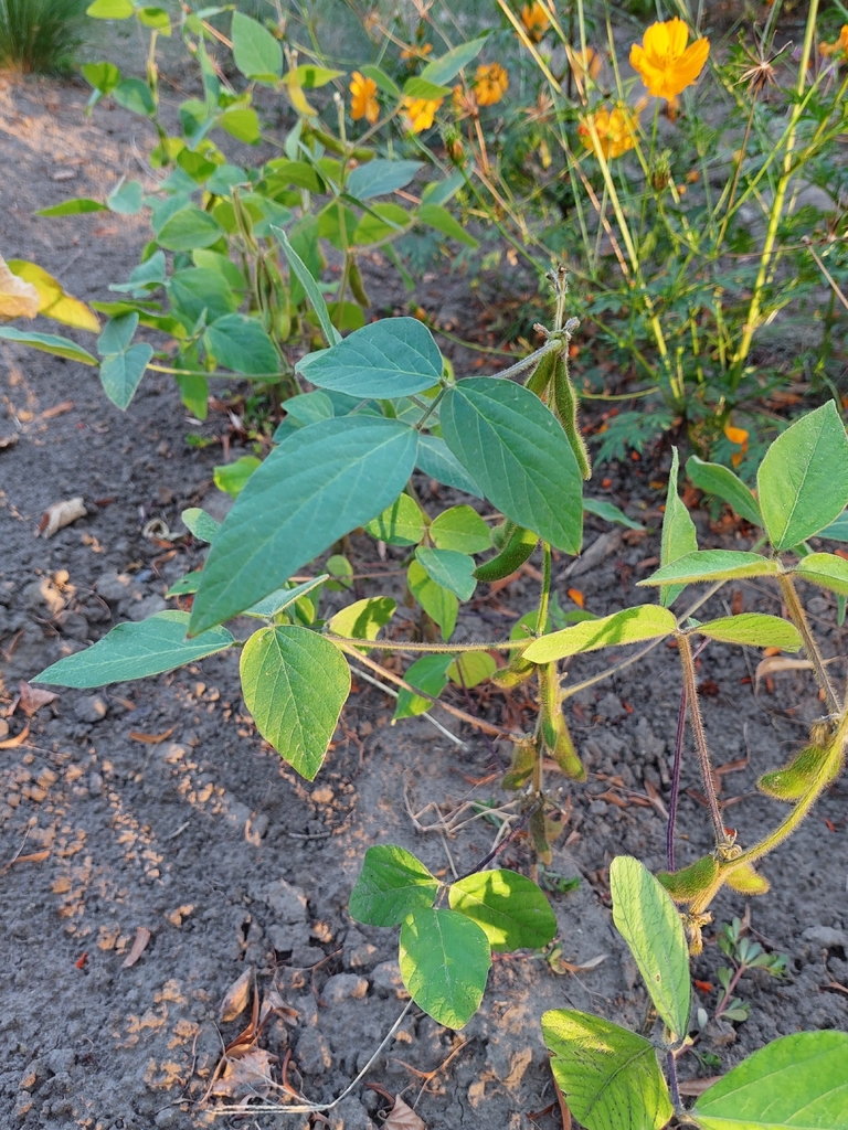 Soybean