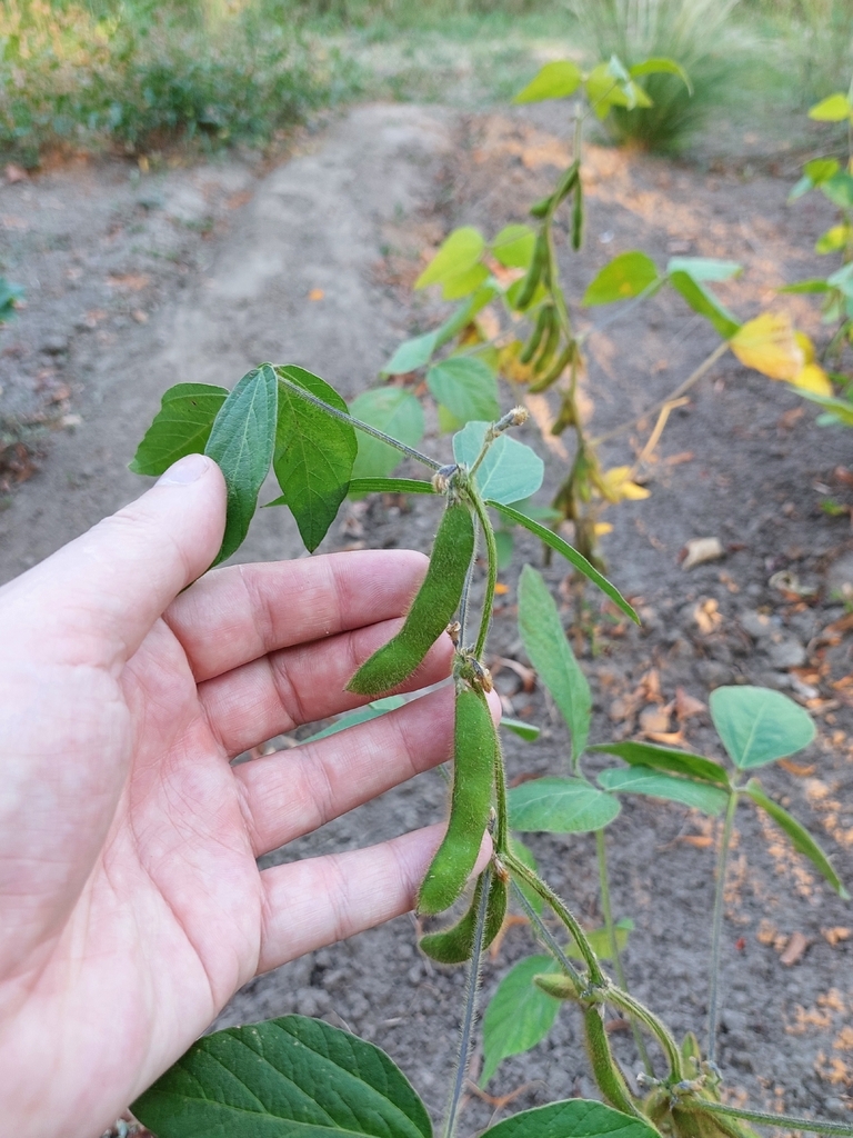 Soybean