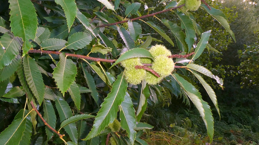 Sweet Chestnut