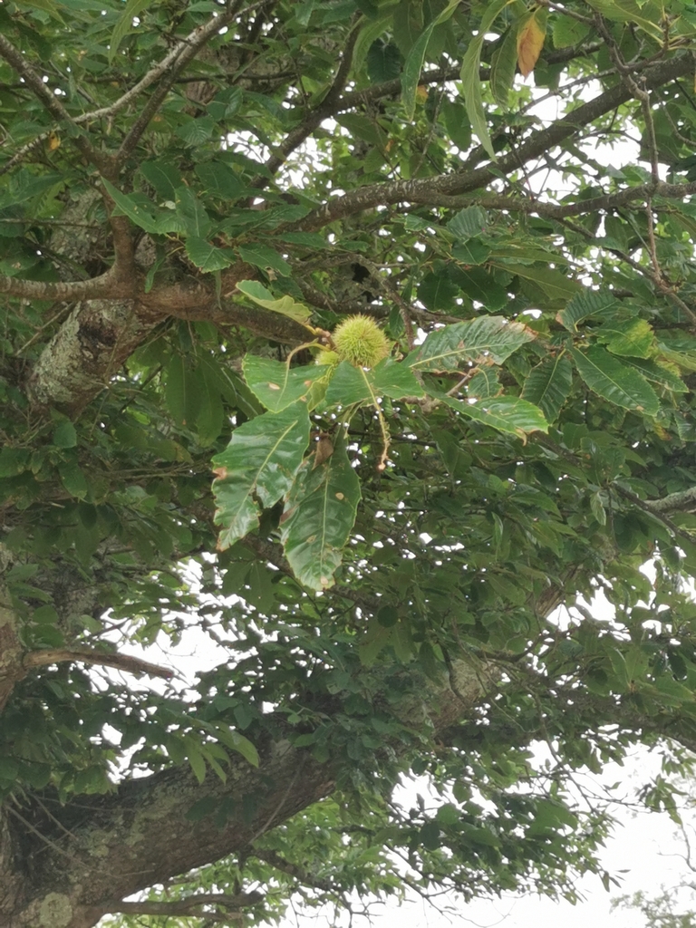 Sweet Chestnut