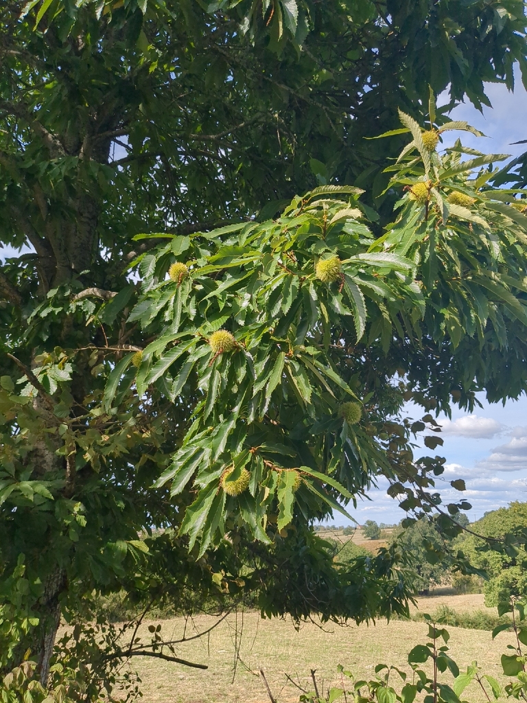 Sweet Chestnut