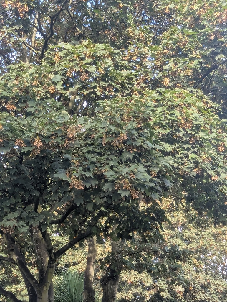 Sycamore Maple