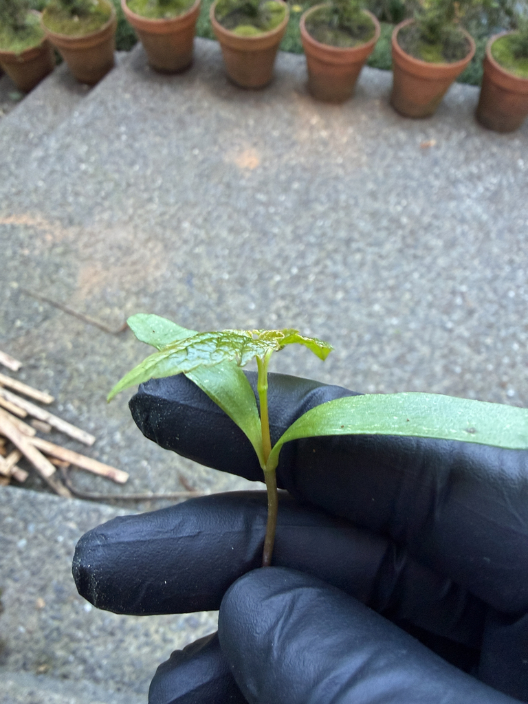 Sycamore Maple