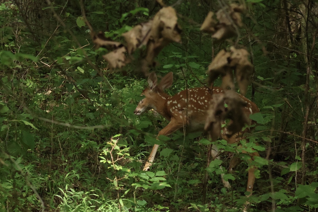 White-tailed Deer