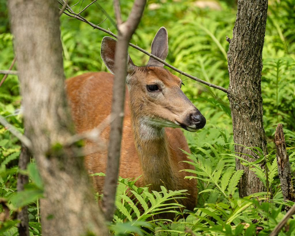 White-tailed Deer
