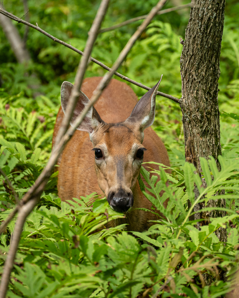 White-tailed Deer