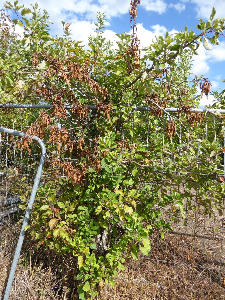 Wild Apple
