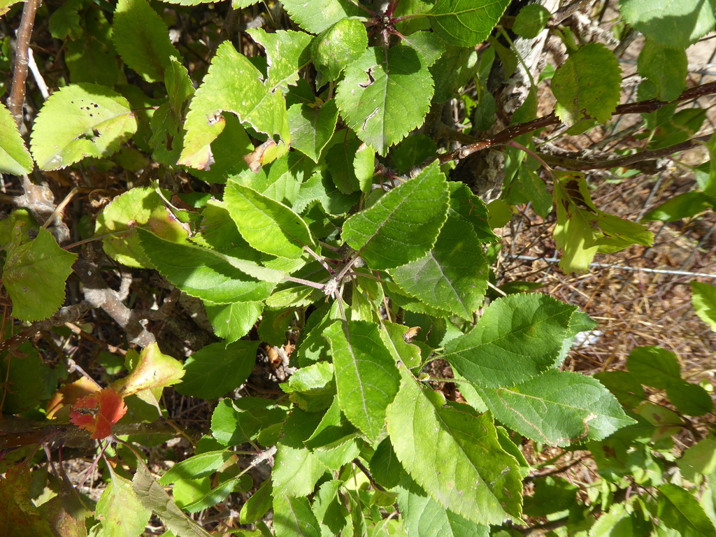 Wild Apple