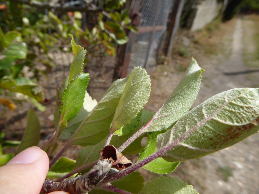 Wild Apple