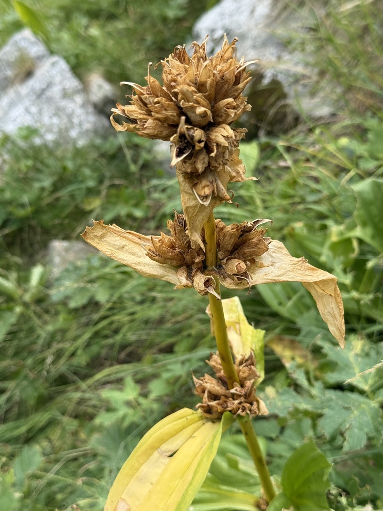 Yellow Gentian